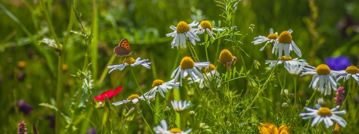 Biodiversität